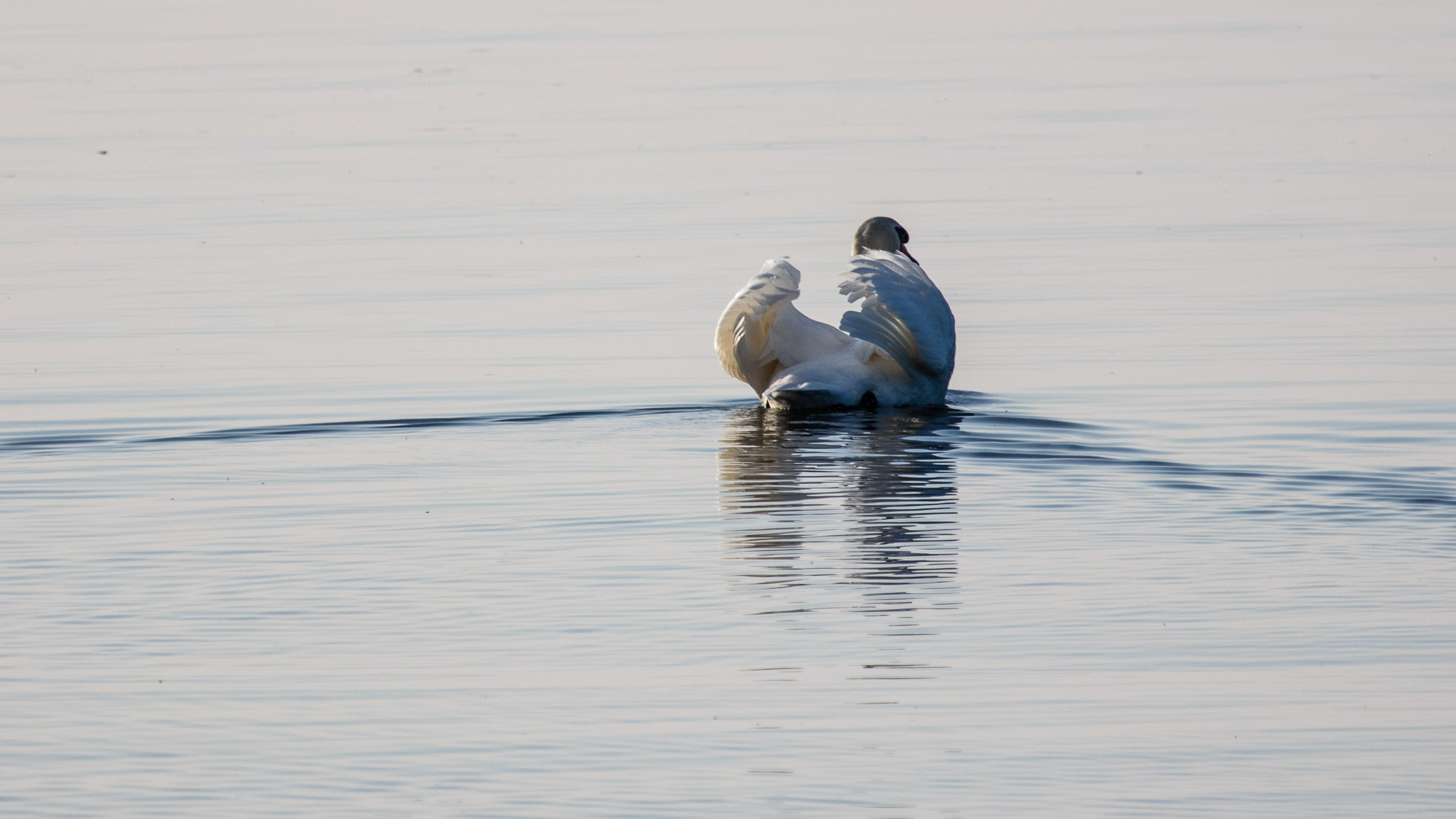 20160319172725 DP017769